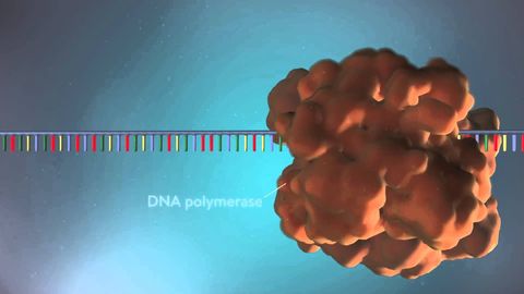 A three-dimensional molecular animation of DNA replication.