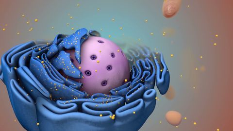 A detailed three-dimensional cell model used to explain the cell cycle.